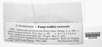 Mycosphaerella punctiformis image